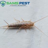 SAMS Silverfish Control Melbourne image 2